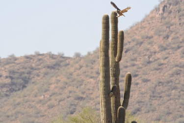 May 22, 2013<br>Great Horned Owl landing sequence